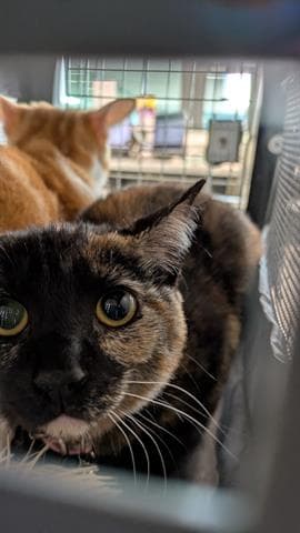 Sienna - Domestic Short Hair