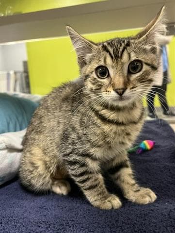 Peach - Domestic Short Hair