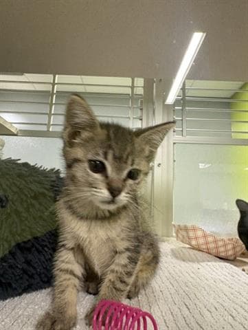 Papaya - Domestic Short Hair