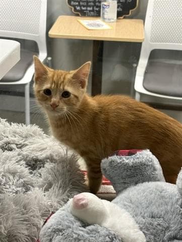 Seven - Domestic Medium Hair