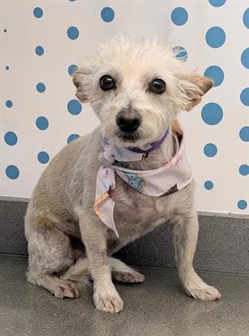 Margaret - Terrier