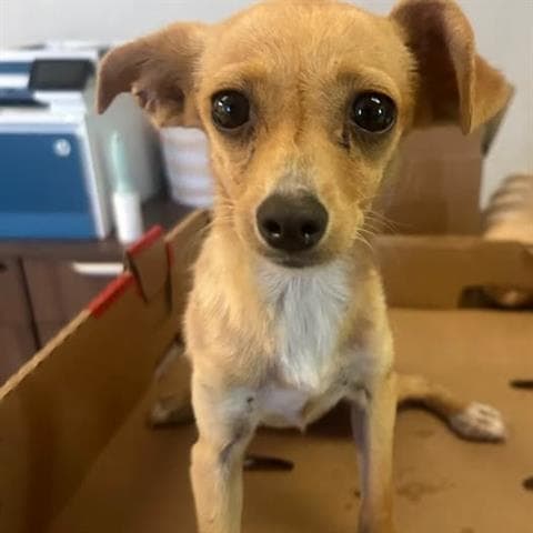 Lucy - Chihuahua