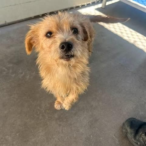 Benny - Cairn Terrier