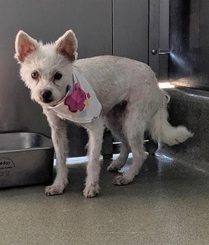 Sweet Pea - Terrier