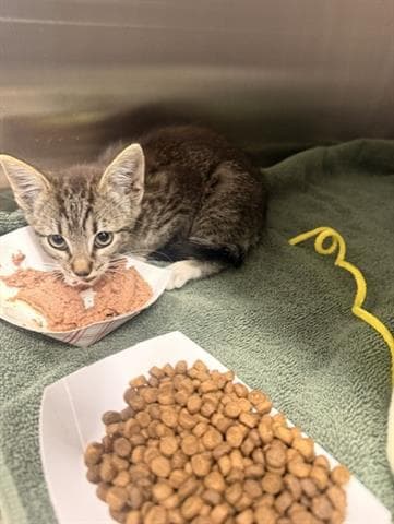 Marilyn - Domestic Short Hair