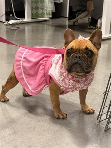Sweet Caroline - French Bulldog