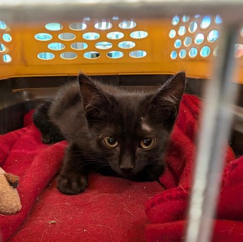 Roger - Domestic Short Hair