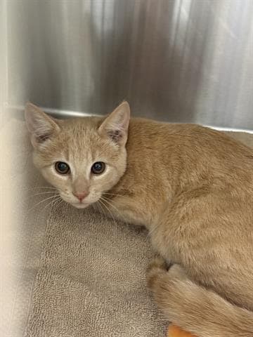 Tweety - Domestic Short Hair