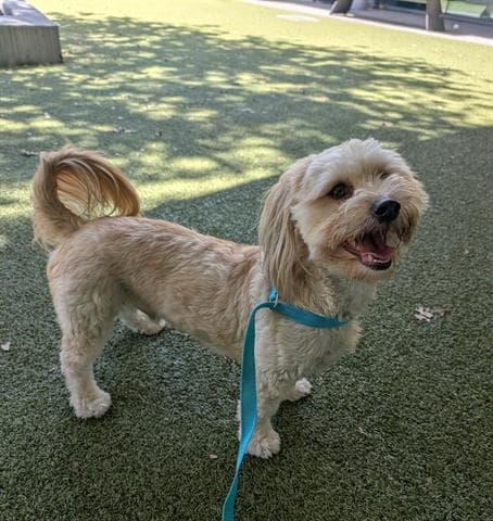 Max - Havanese