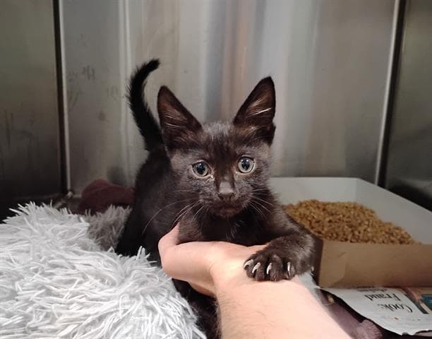 Batman - Domestic Short Hair