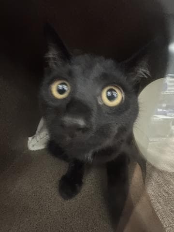 Spooky - Domestic Short Hair