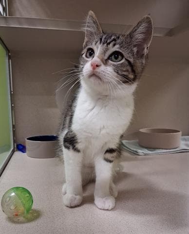 Apollo - Domestic Short Hair