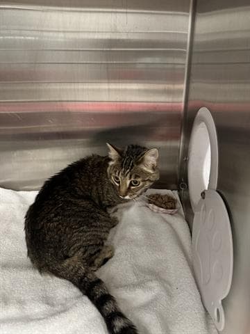 Flower - Domestic Medium Hair