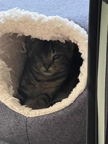 O'reilly - Domestic Short Hair