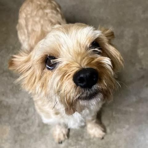Gordon - Yorkshire Terrier Yorkie