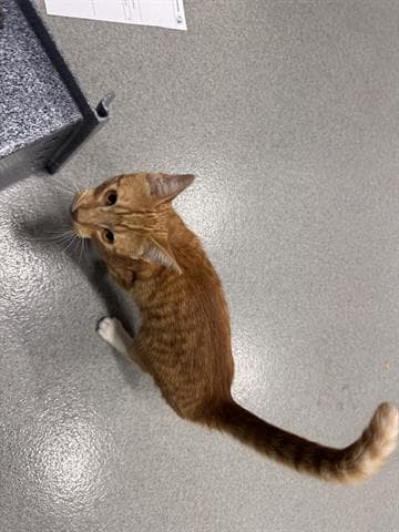 Harold - Domestic Medium Hair