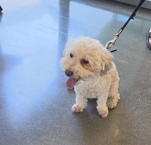 Mister - Maltese
