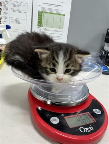 Kari - Domestic Short Hair