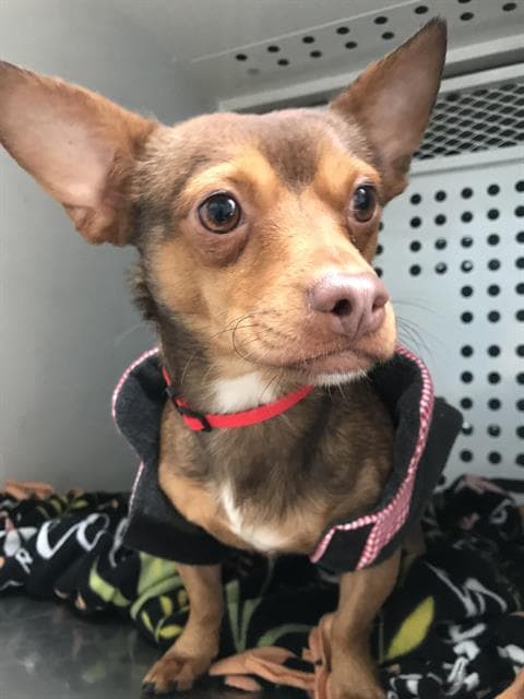 Wallace - Chihuahua