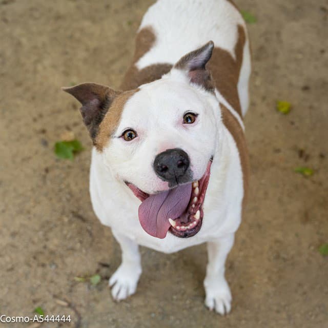 Cosmo - Pit Bull Terrier