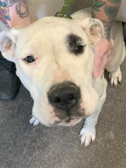 Millie image 1
