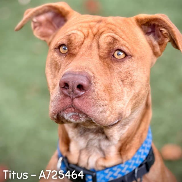 Titus - Pit Bull Terrier