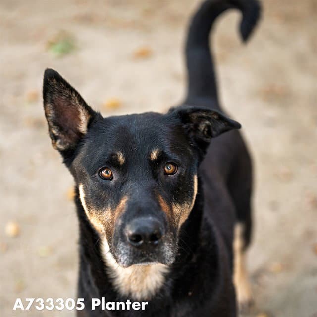 Planter - German Shepherd Dog