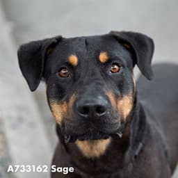 Sage image 1