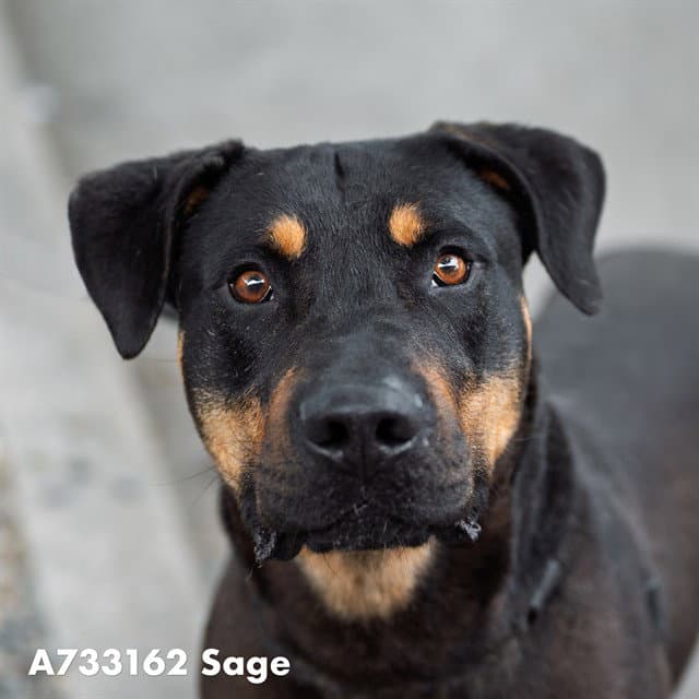 Sage - Rottweiler