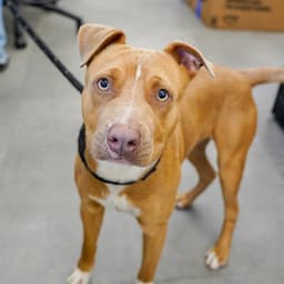 Dog image 1