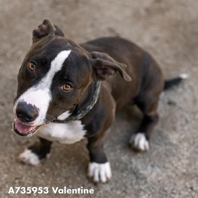 Valentine - Pit Bull Terrier