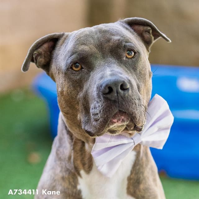 Kane - Pit Bull Terrier