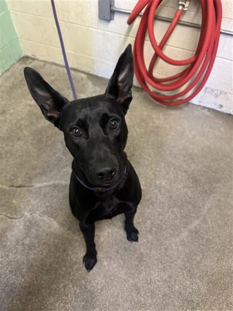 Max - German Shepherd Dog