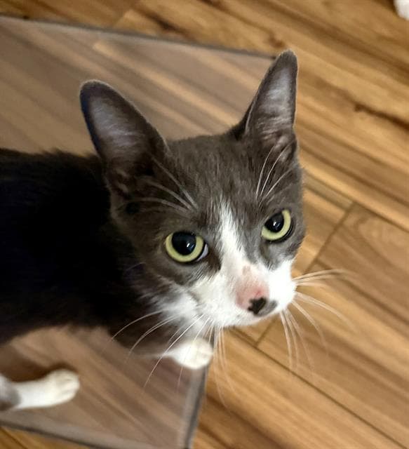 Momsie - Domestic Short Hair