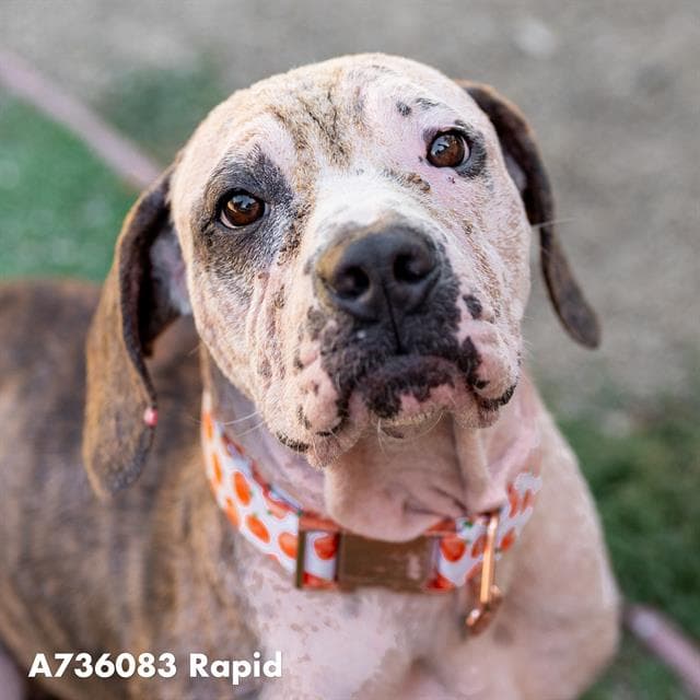 Rapid - Pit Bull Terrier