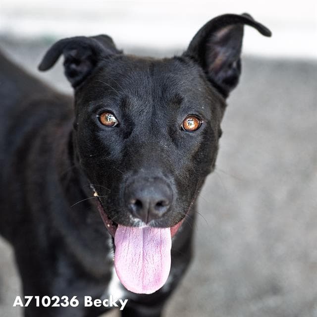 Becky - Pit Bull Terrier