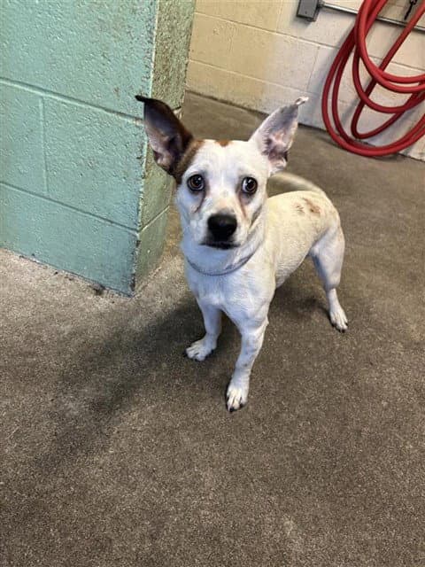 Unknown - Jack Russell Terrier (Parson Russell Terrier)