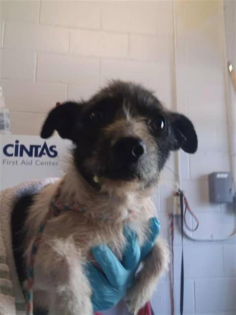 Unknown - Terrier