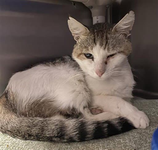 Unknown - Domestic Short Hair