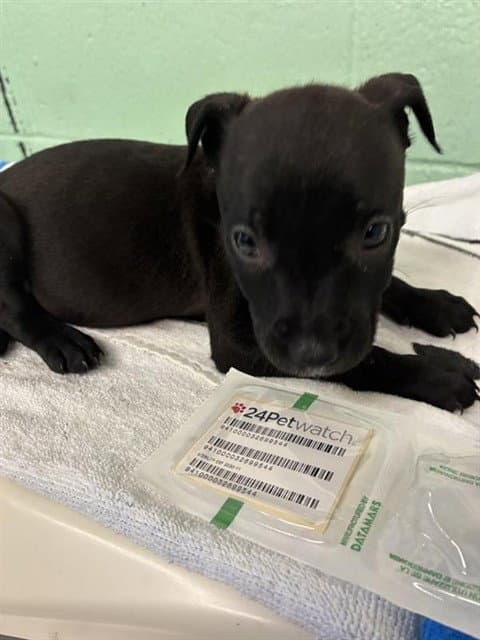 Caitlin - Pit Bull Terrier