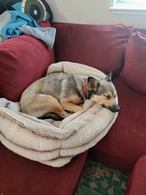Coco - German Shepherd Dog