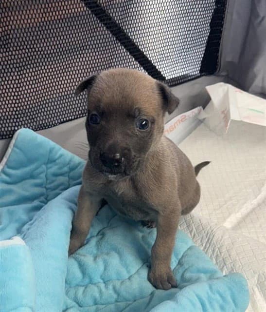 Lolo - Pit Bull Terrier