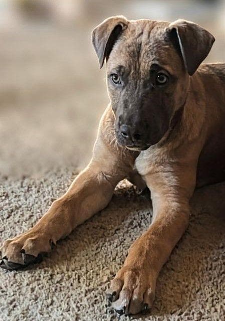 Lolo - Pit Bull Terrier