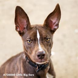 Little Big Ears image 1