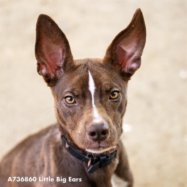 Little Big Ears - Australian Kelpie