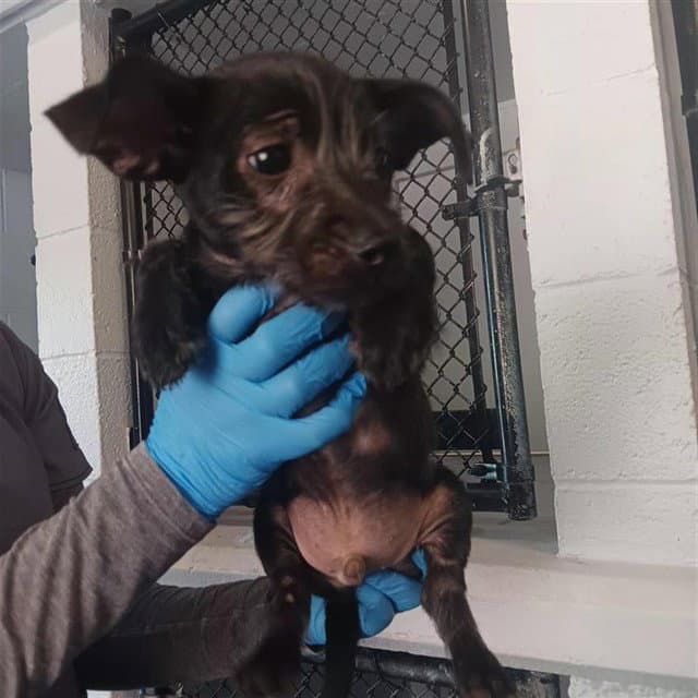 Unknown - Terrier