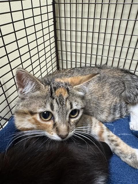 Unknown - Domestic Short Hair