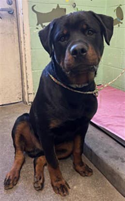 Unknown - Rottweiler