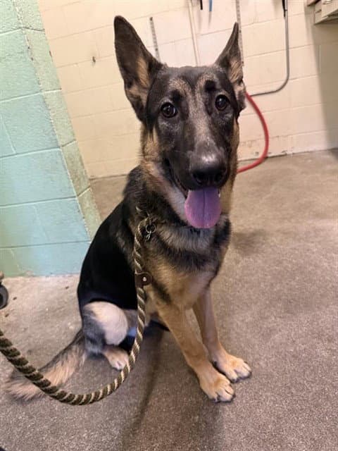 Papa - German Shepherd Dog