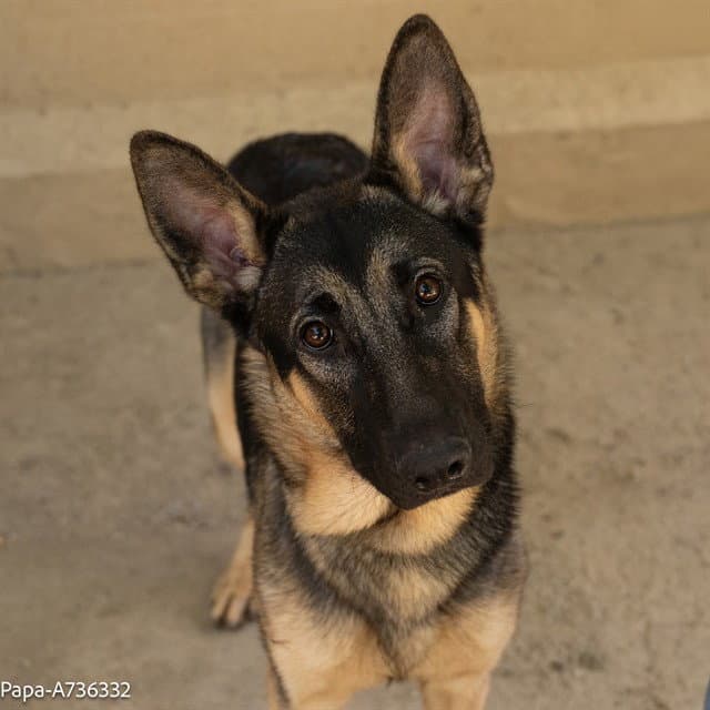 Papa - German Shepherd Dog